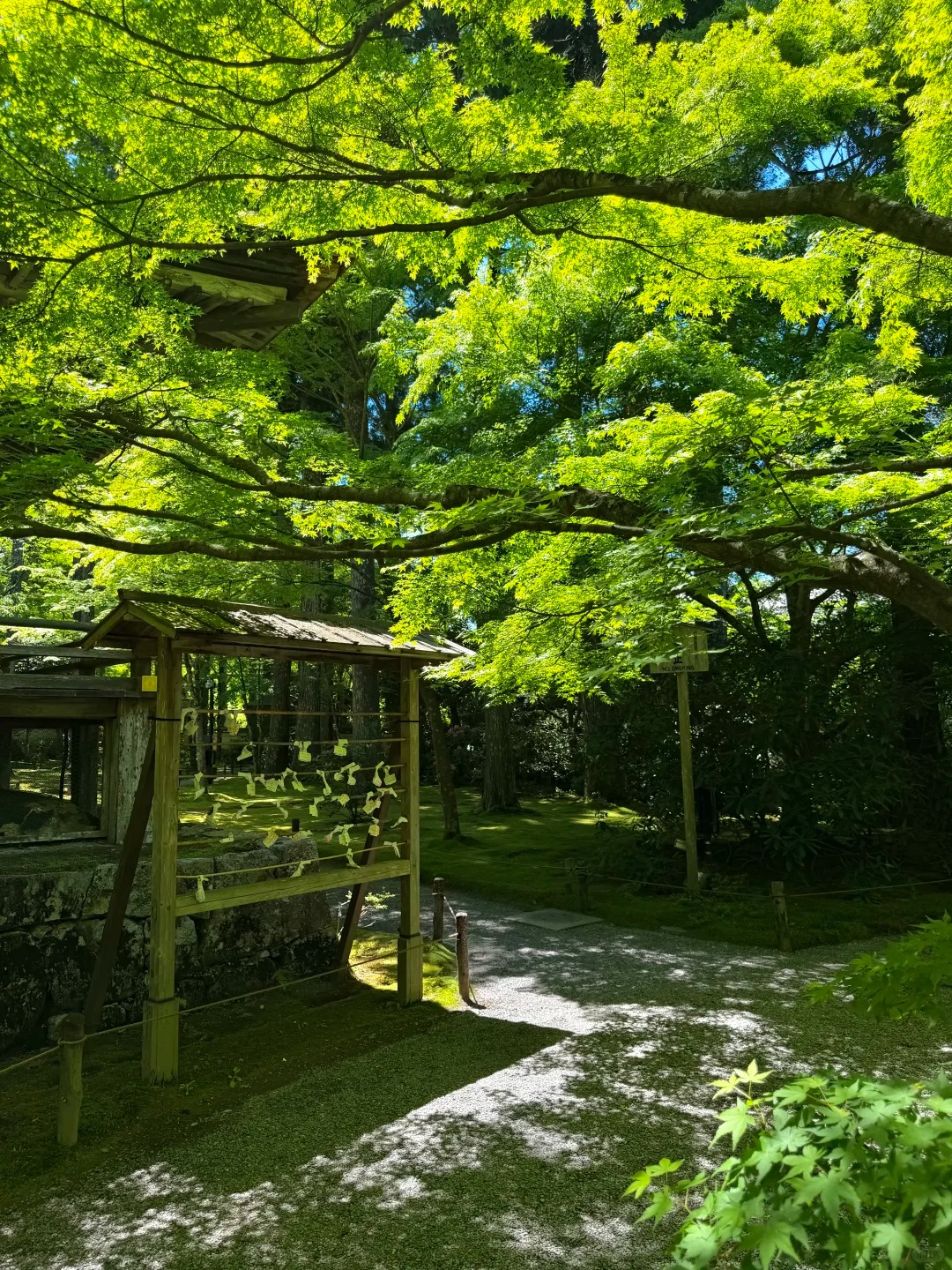 Kyoto temple sightseeing