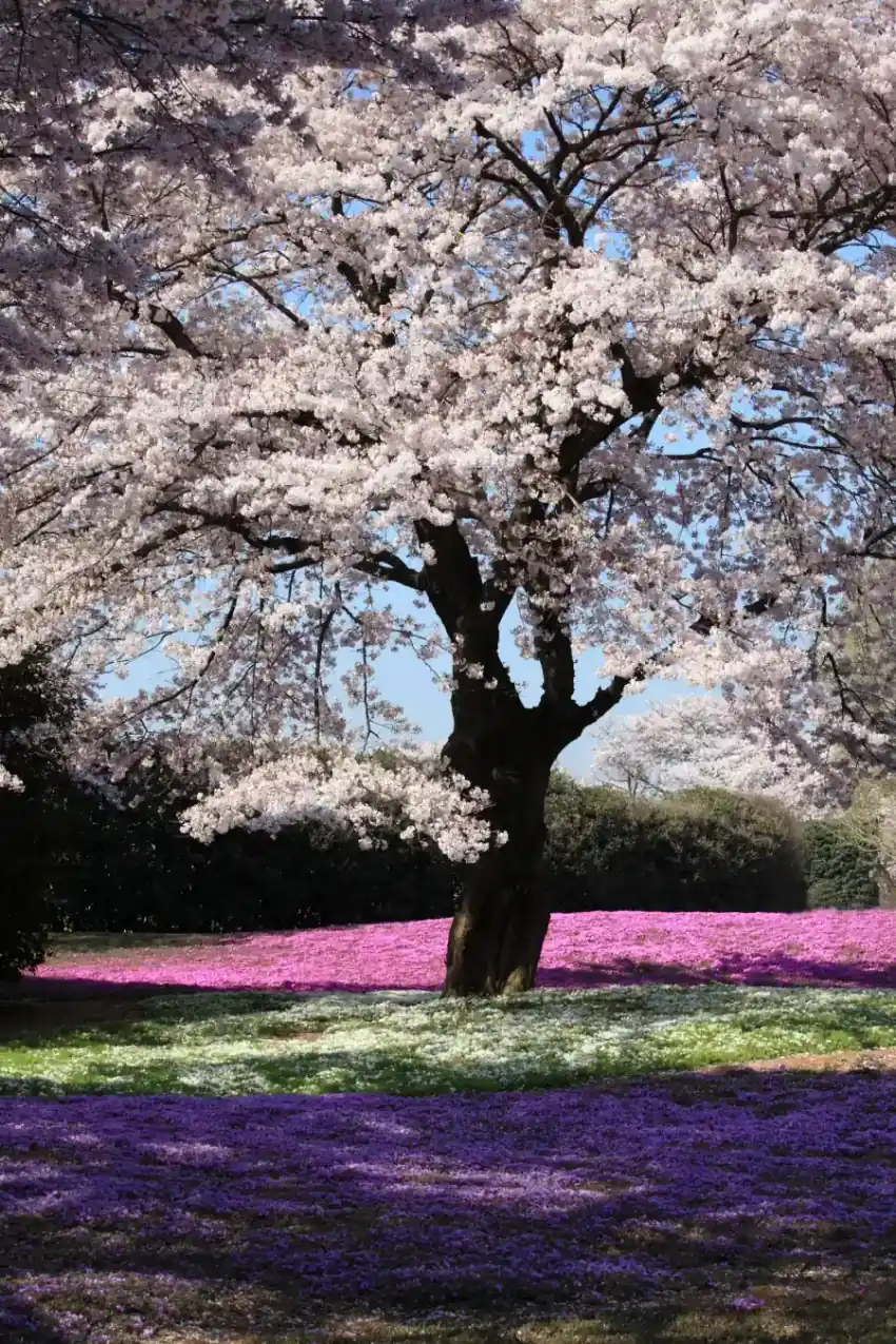 Cherry blossoms framing the Five-Storied Pagoda at Chureito in April