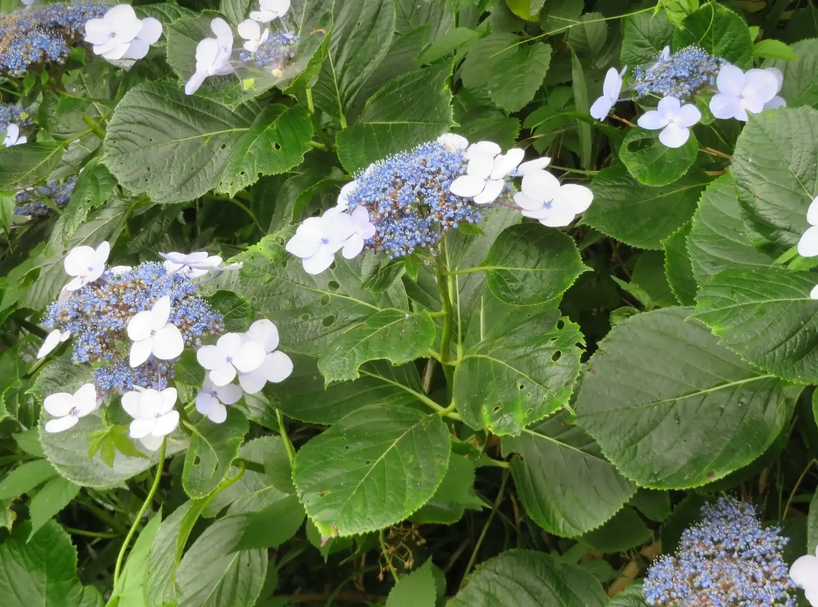 Purple hydrangea flowers at Meigetsuin Temple in Kamakura in June