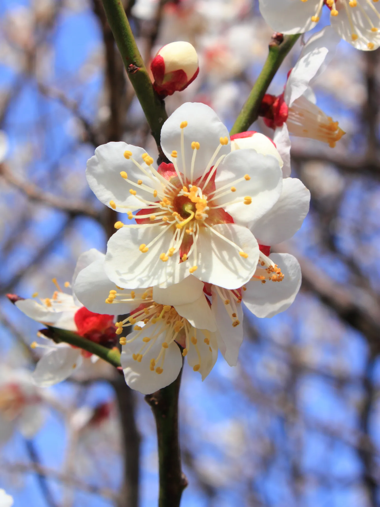 Cherry blossom buds beginning to open at a Tokyo park in March