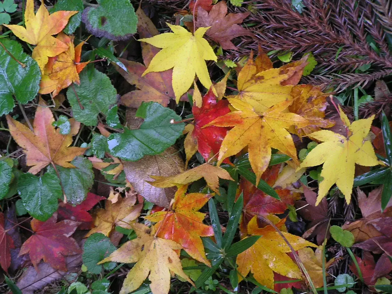 Red maple leaves framing a Kyoto temple in October autumn